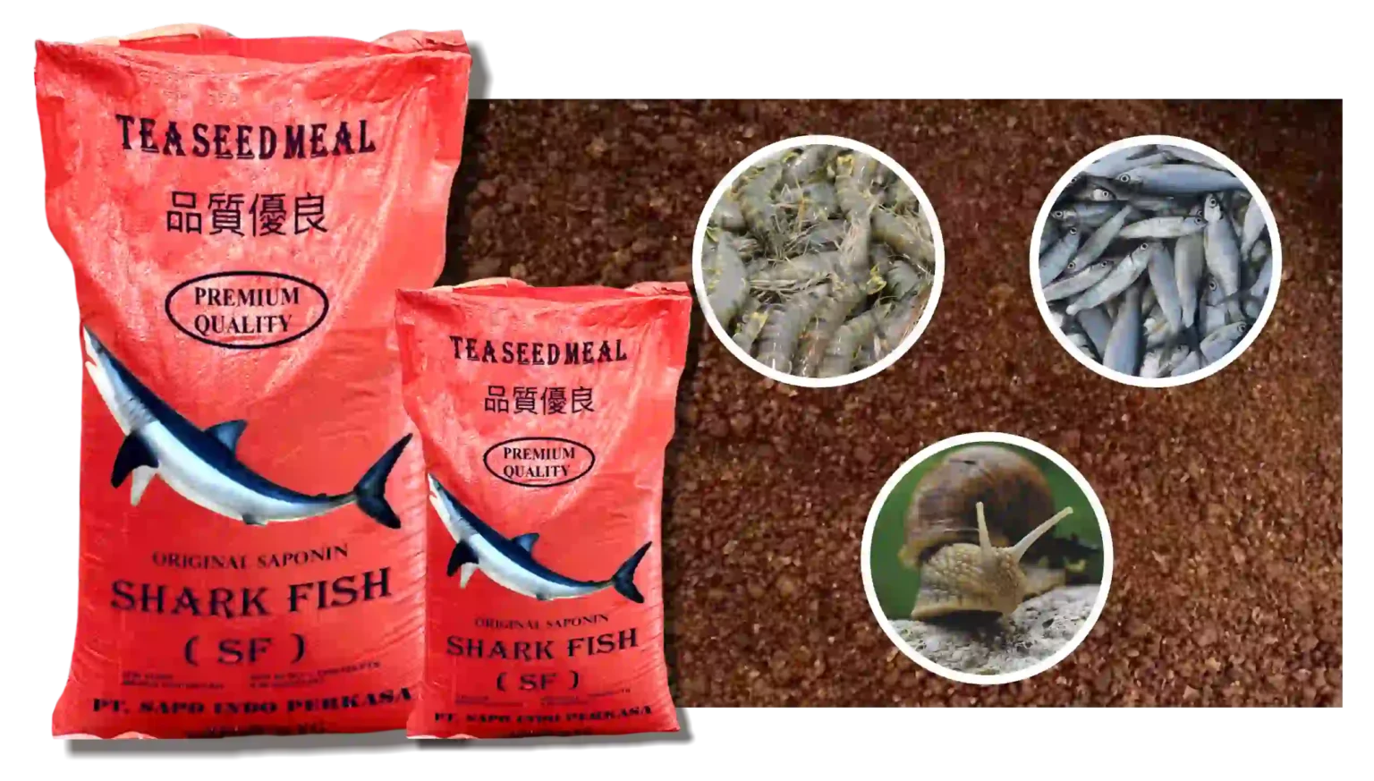 Manfaat Saponin Shark Fish